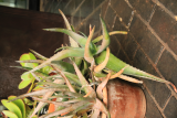 Aloe arborescens RCP6-2019 (25).JPG